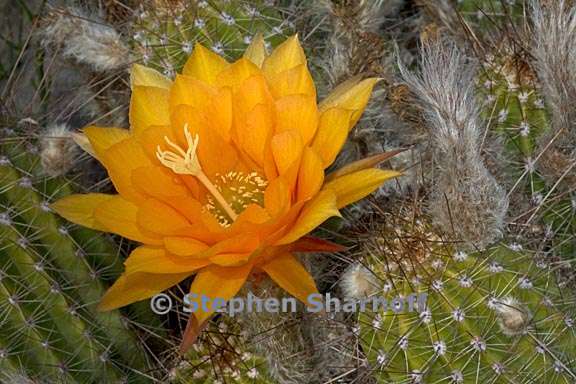 echinopsis huascha 2 graphic